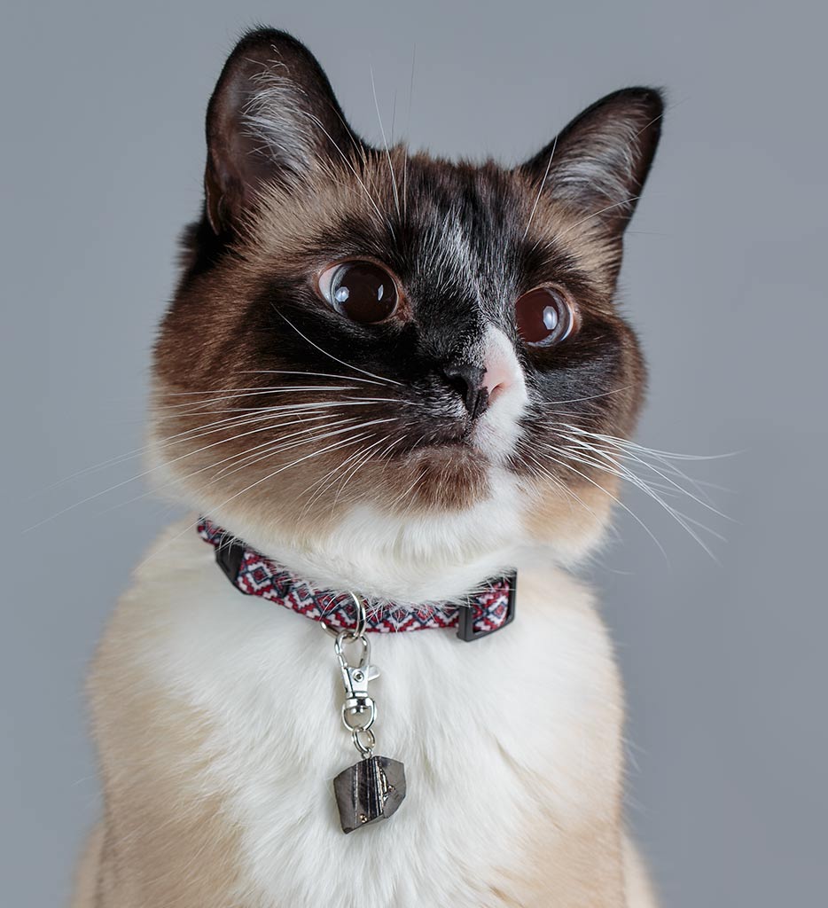 shungite pet charm, cat