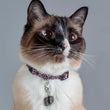 Load image into Gallery viewer, shungite pet charm, cat