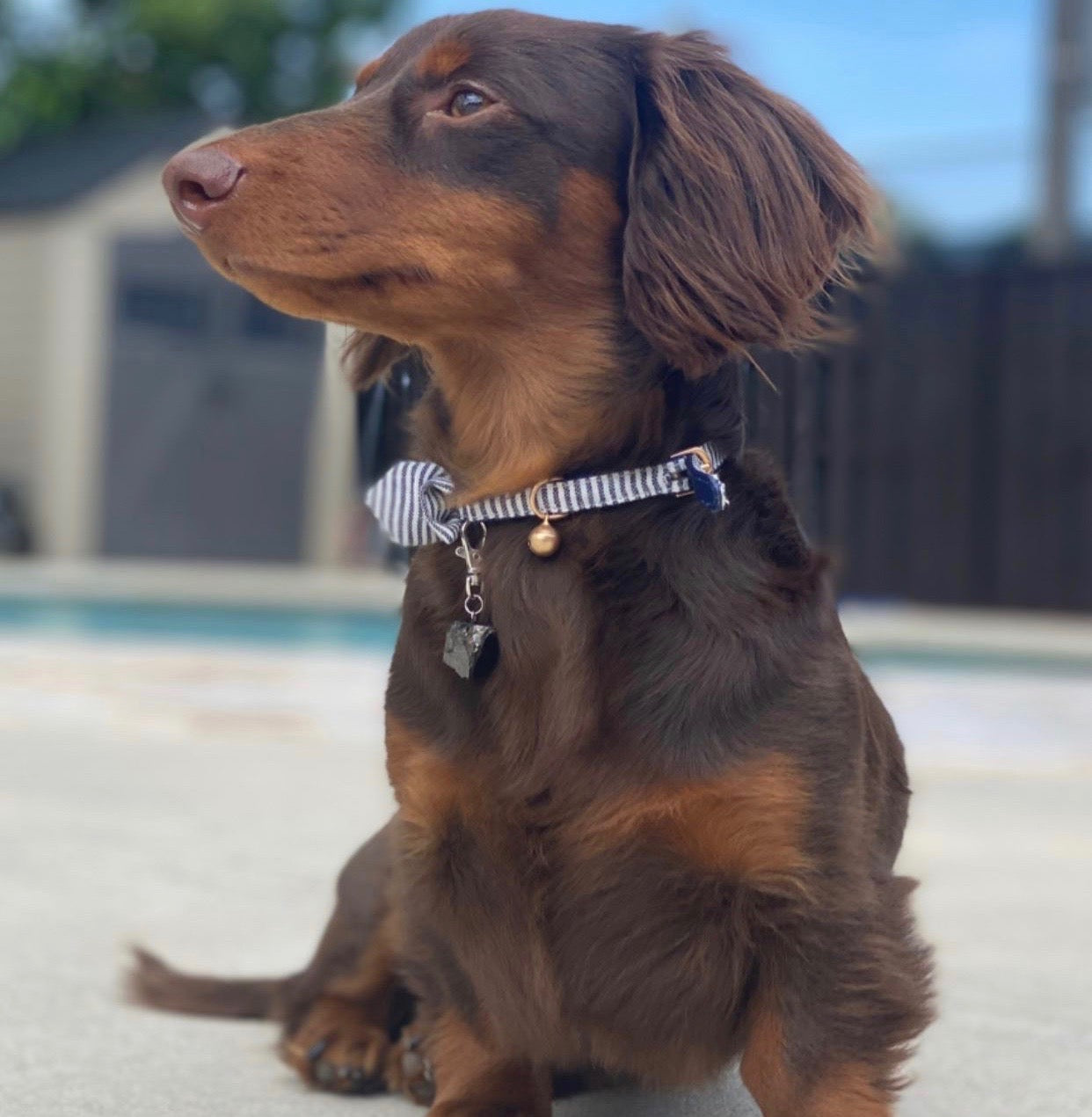 shungite pet charm, dog