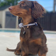 Load image into Gallery viewer, shungite pet charm, dog