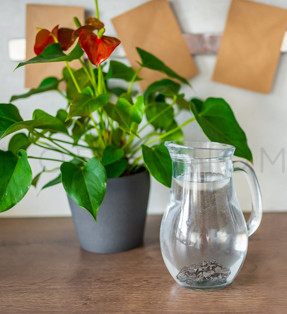 Web visual of Anthurium plant and water pitcher