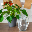 Load image into Gallery viewer, Web visual of Anthurium plant and water pitcher